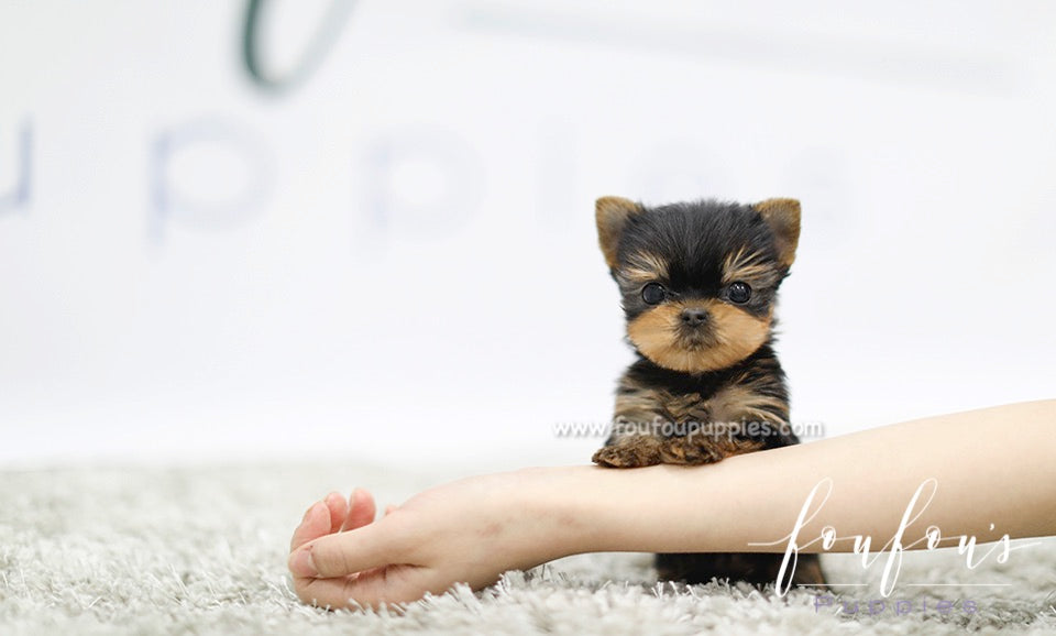 How Much Do Teacup Yorkies Cost in the United States?
