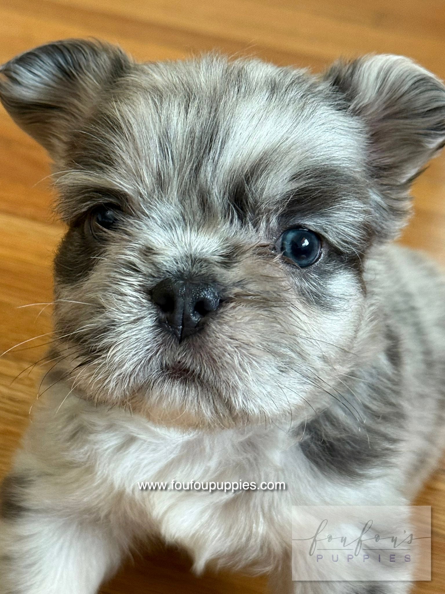 Pet Store Essentials: Must-Have Items for Every Pet Owner in the UAE