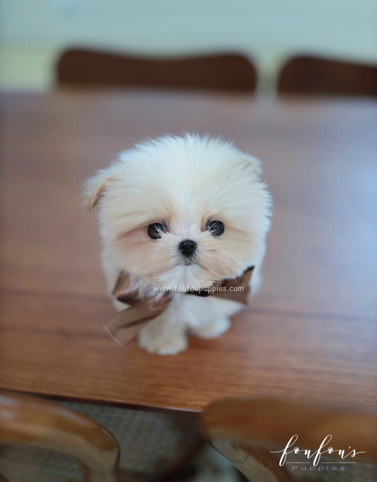 Complete Care Guide for your Maltipoo