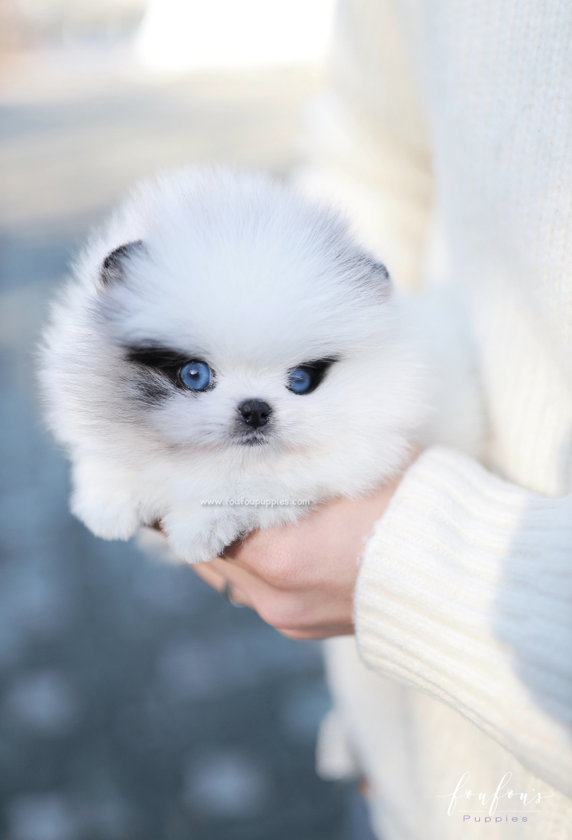 How Much Do Pomeranians Shed?