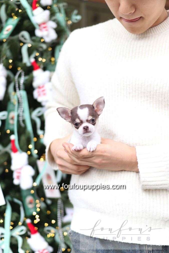 What Are the Cutest Small Dog Breeds?