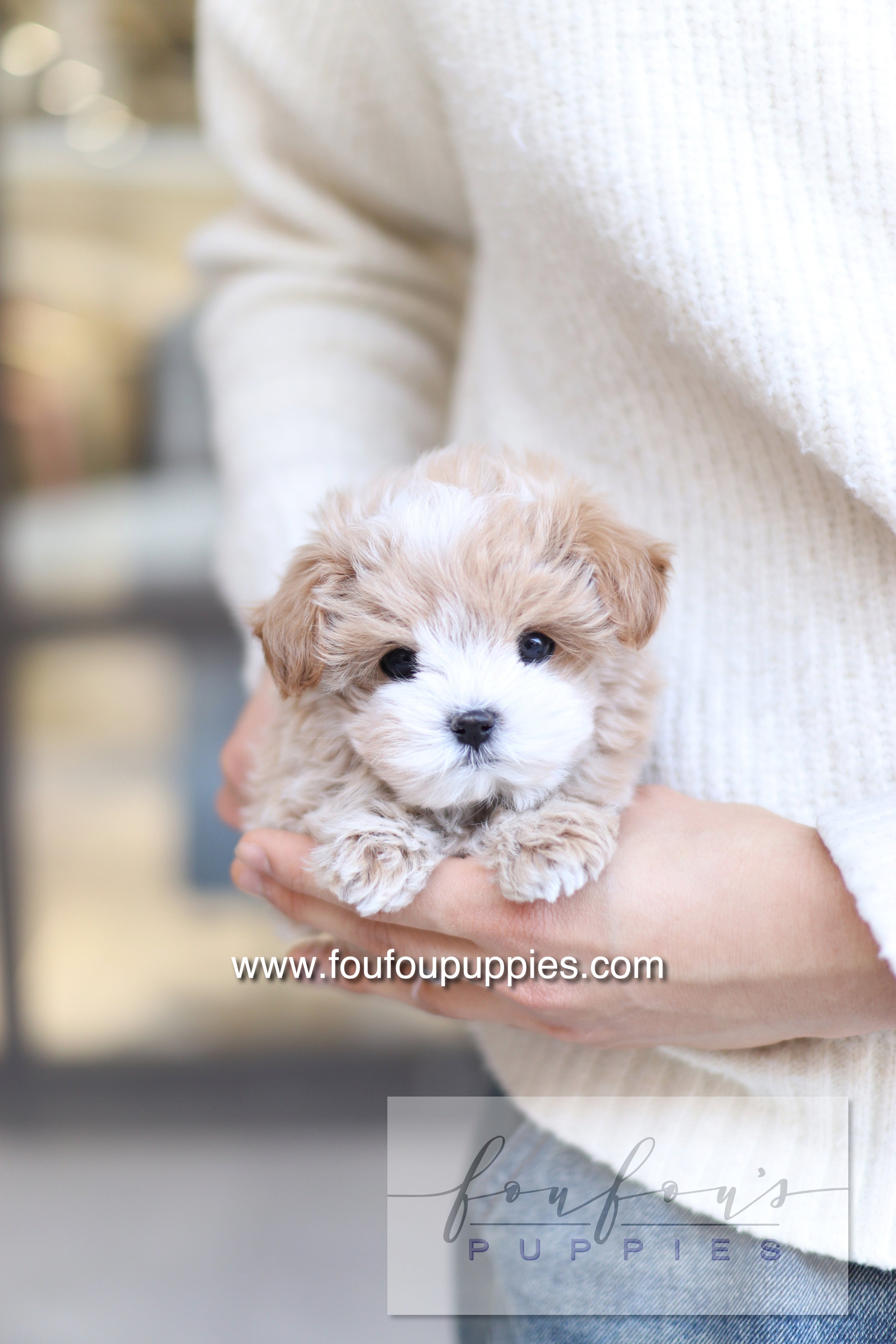 The Strength of Fou Fou Puppies' Korean Teacup Bloodlines