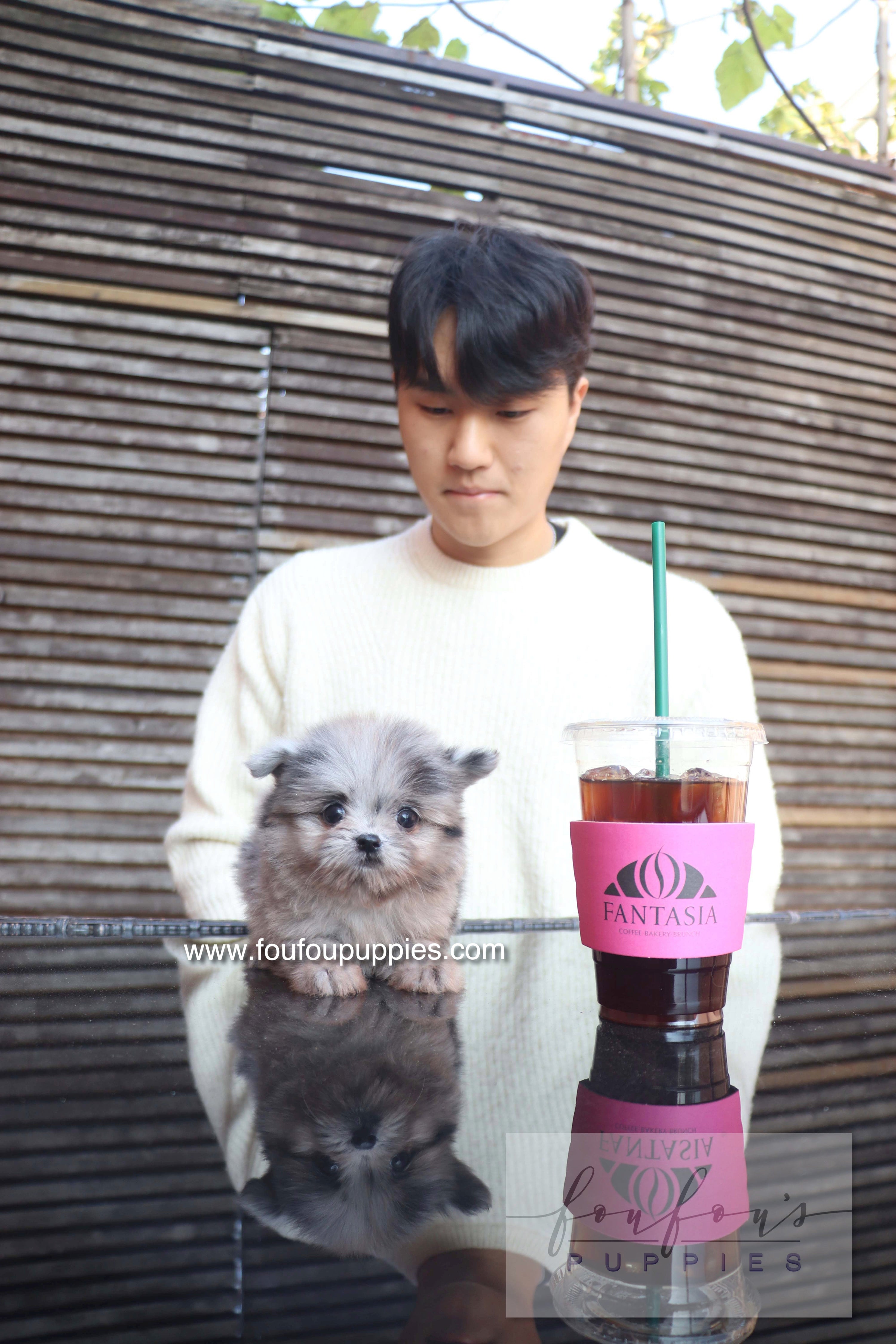 Why Choosing a Trusted Teacup Puppy Breeder Matters: The Secret to Bringing Home a Happy, Healthy Tiny Pup