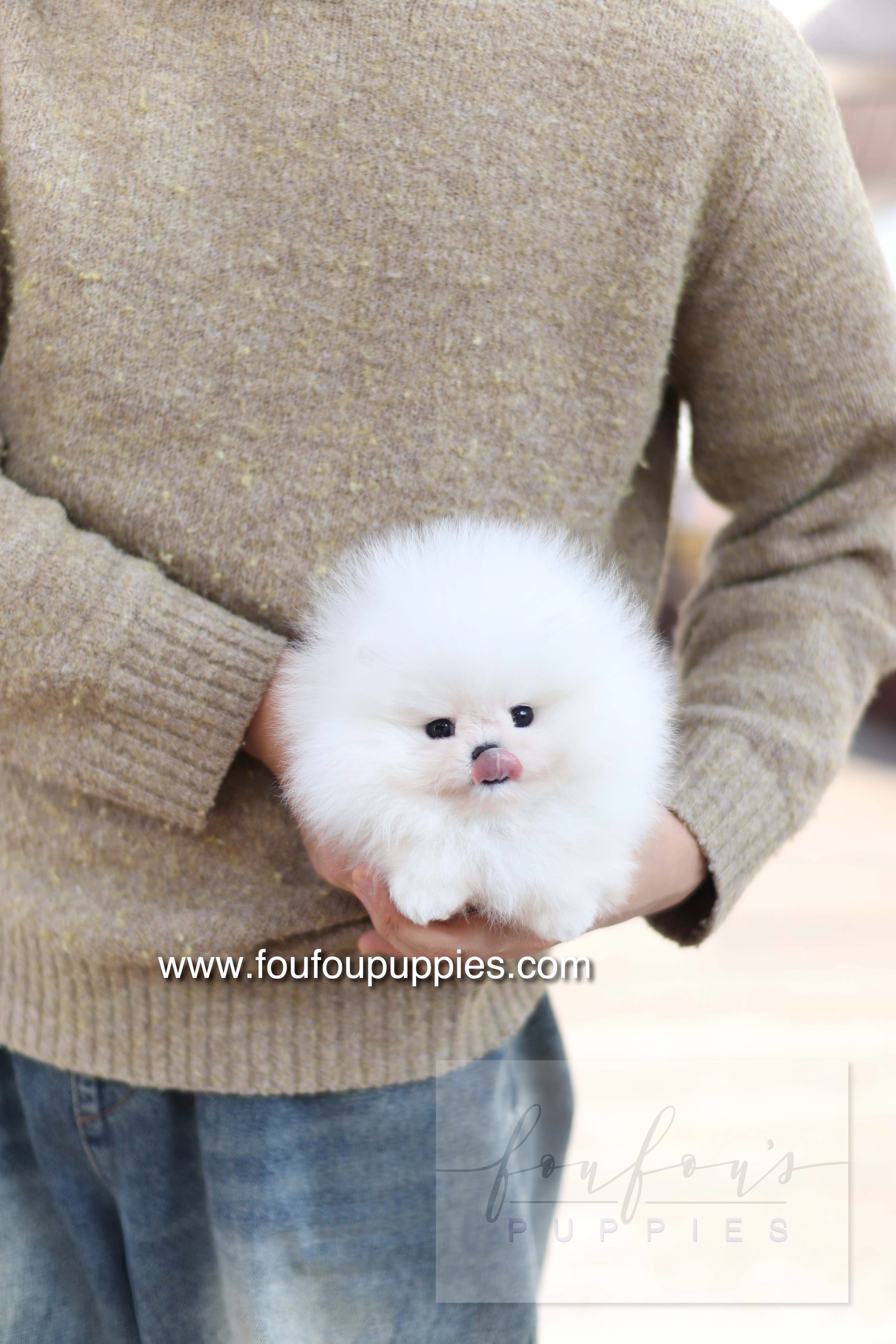 How Much Does a Pomeranian Cost?