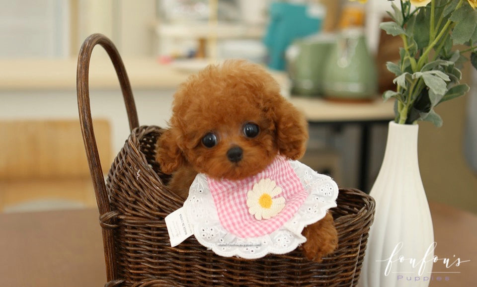 How Much Do Toy Poodles Cost? A Complete 2026 Buyer’s Guide
