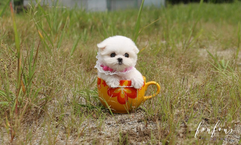 The Ultimate Teacup Maltese dog Care Guide: Size, Grooming & Health Tips