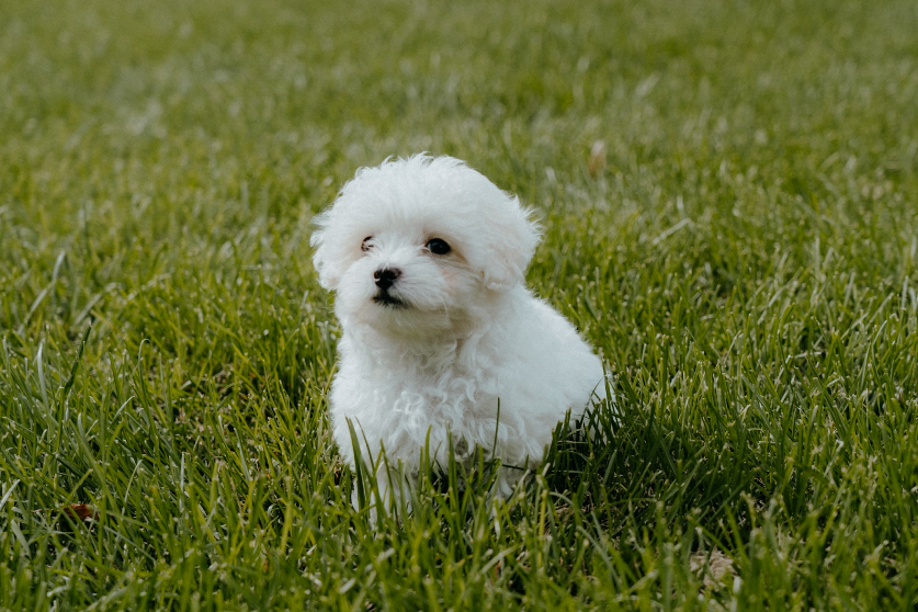 Decoding Maltipoo Care: Unveiling the Low-Maintenance Myth