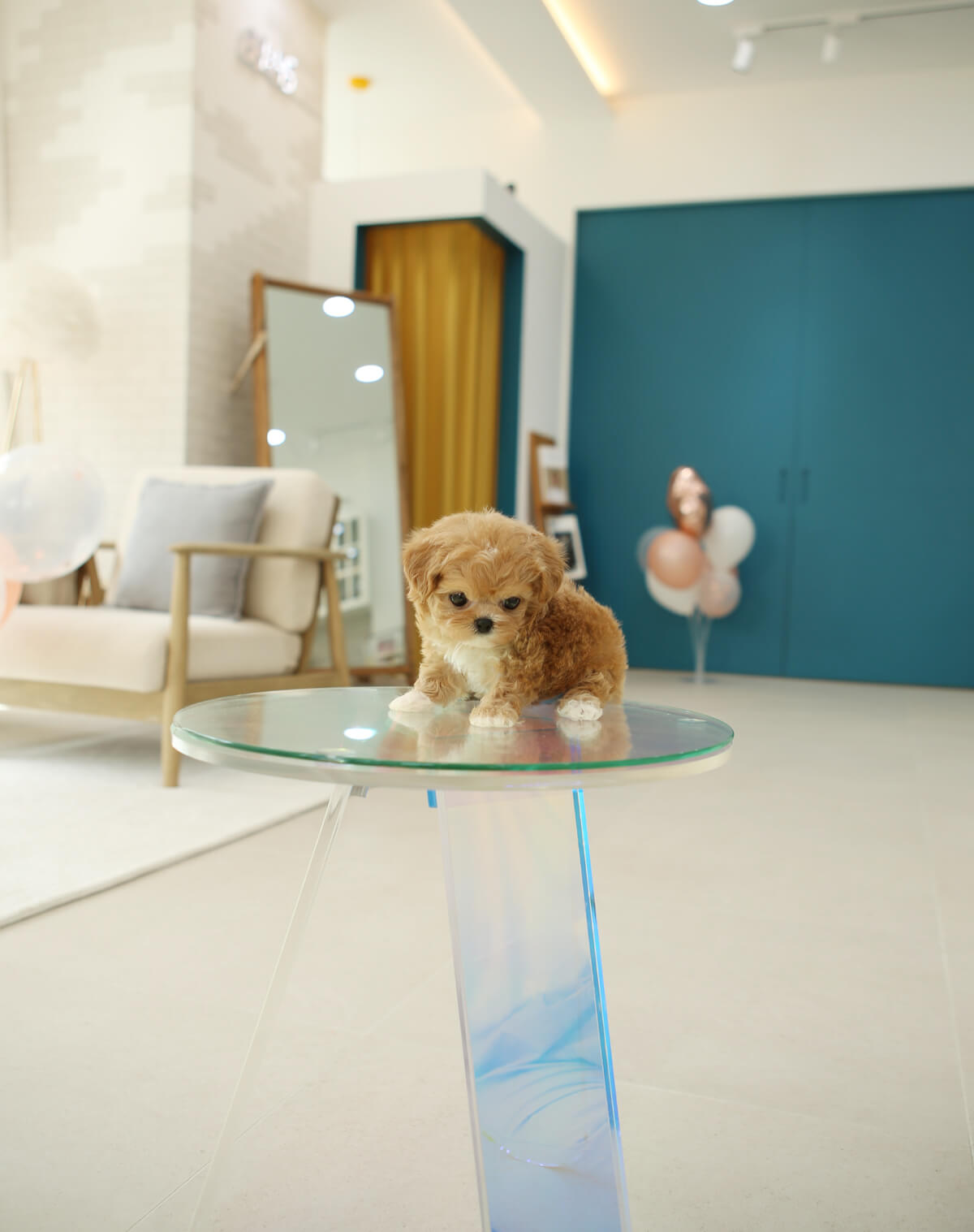 Complete Feeding Guide for a Teacup Maltipoo:
