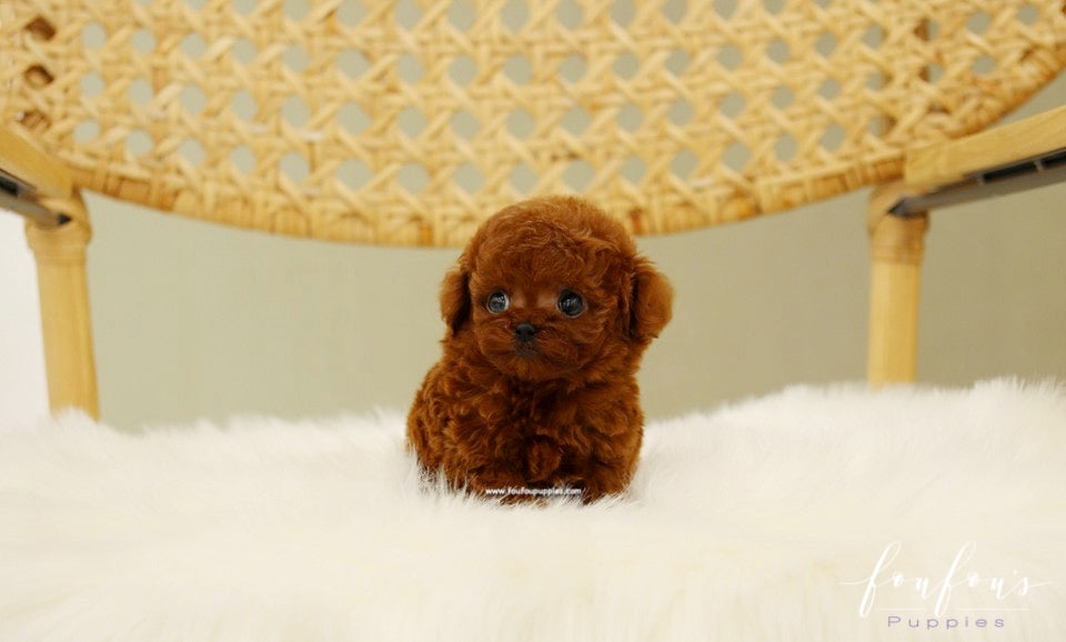 Are Poodles Hypoallergenic? The Complete Guide for Allergy Sufferers (2026)