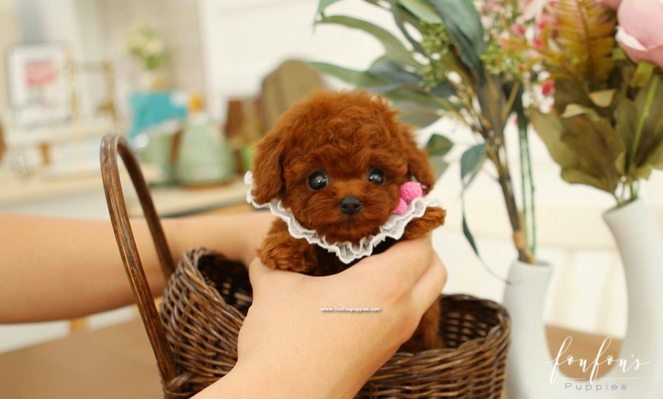 Cavapoo vs Cockapoo: Which Breed Is Right for Your Lifestyle?