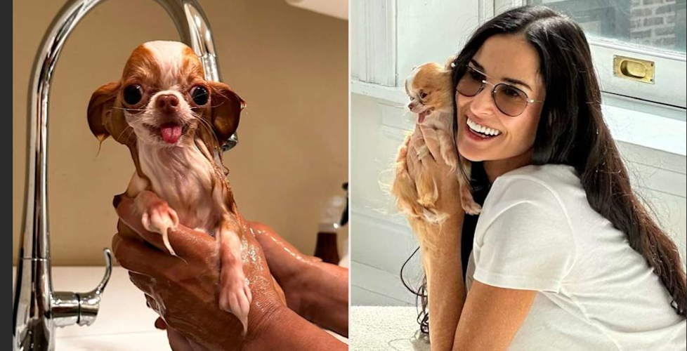 Top 25 Trending Dog Names for Teacup Breeds in 2025: A Personal Take