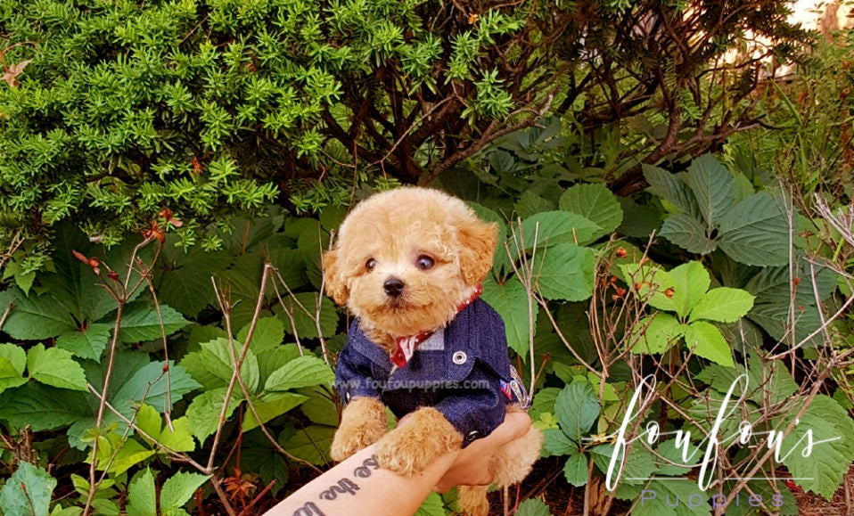 Golden Doodle