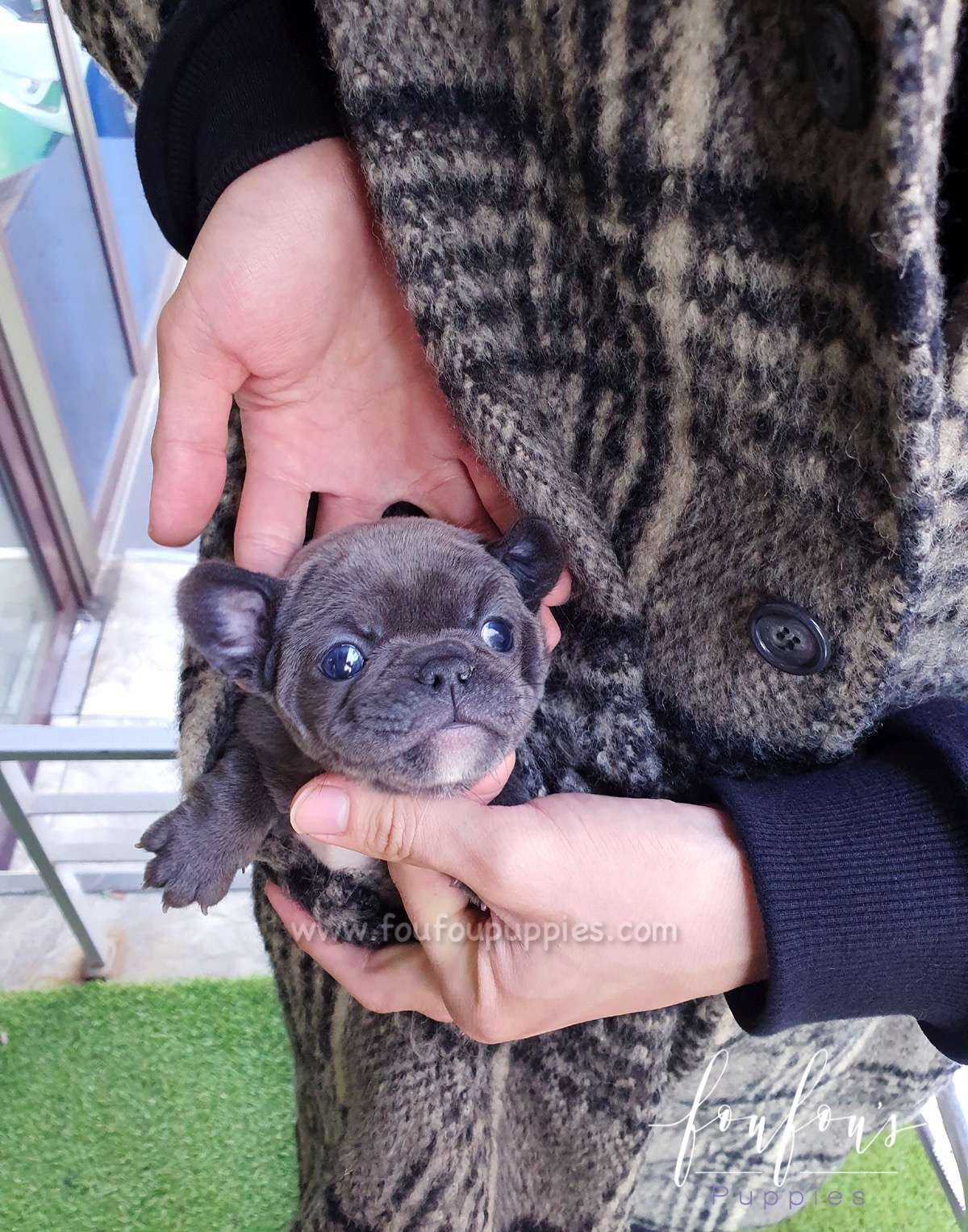 Mini French Bulldog Price: Why They Cost More Than Standard Frenchies