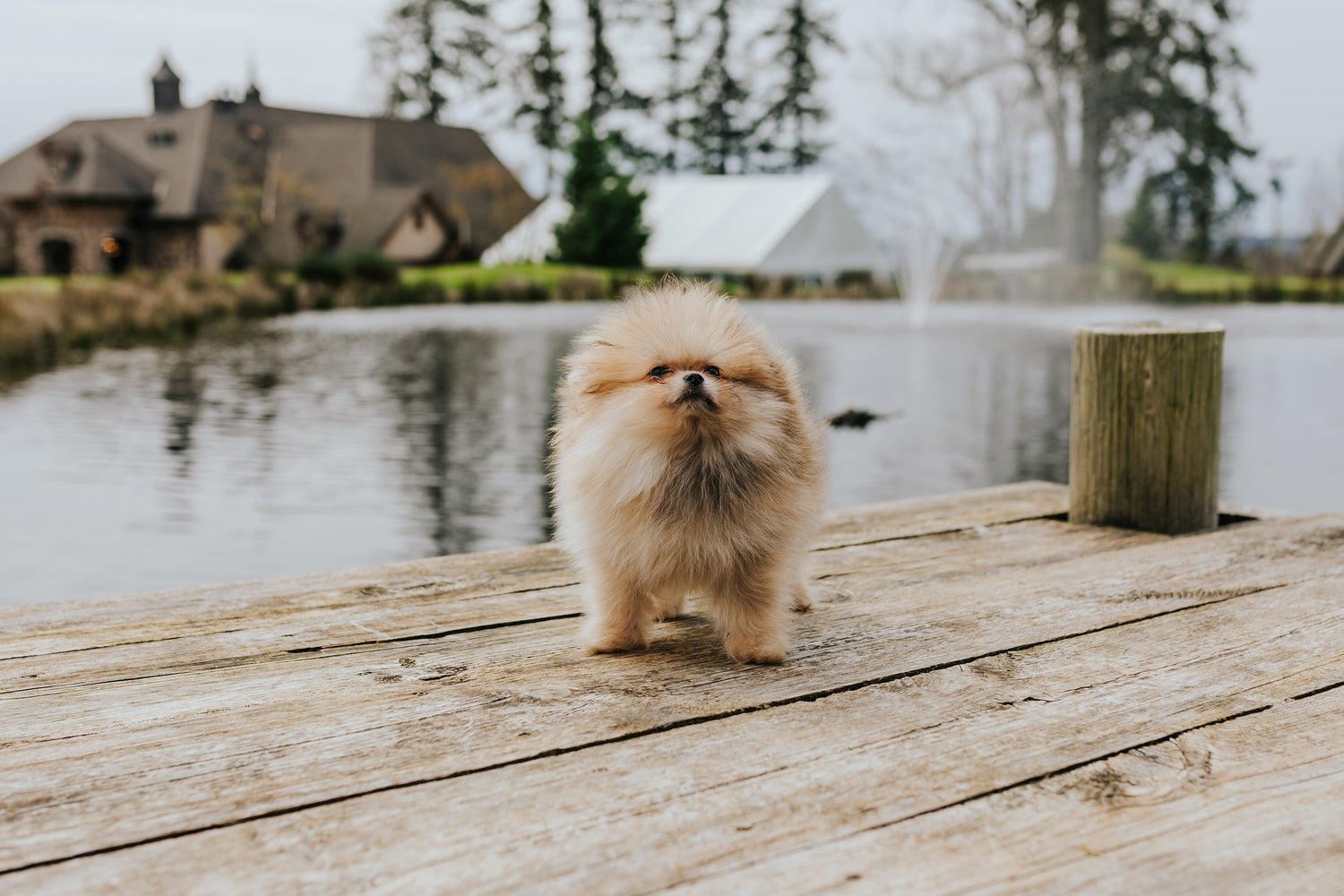 Choosing the Best Dog Food for Your Puppy: Expert Advice from Fou Fou Puppies