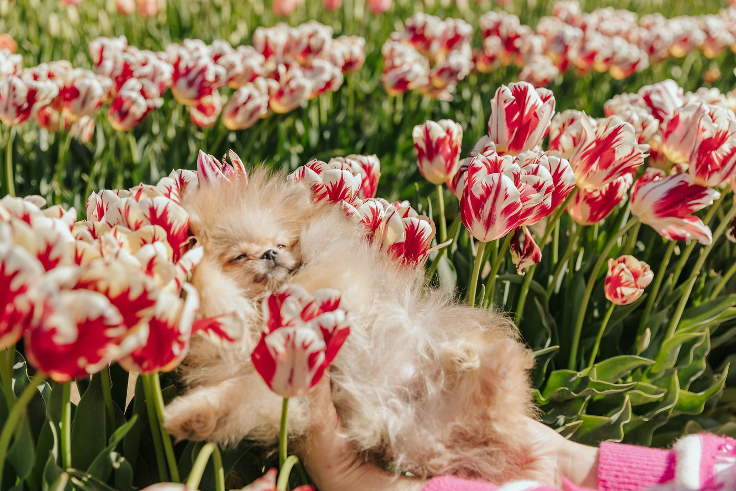 Preventing Alopecia in Pomeranians: Tips from Fou Fou Puppies