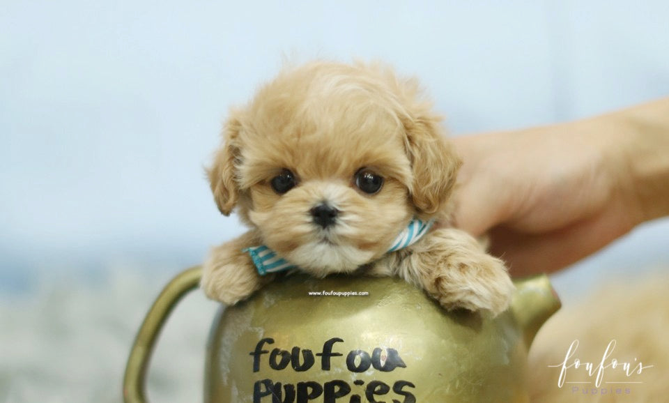 Maltipoo grooming
