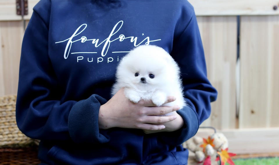 white colour coat Pomeranian fits right in person's hands.
