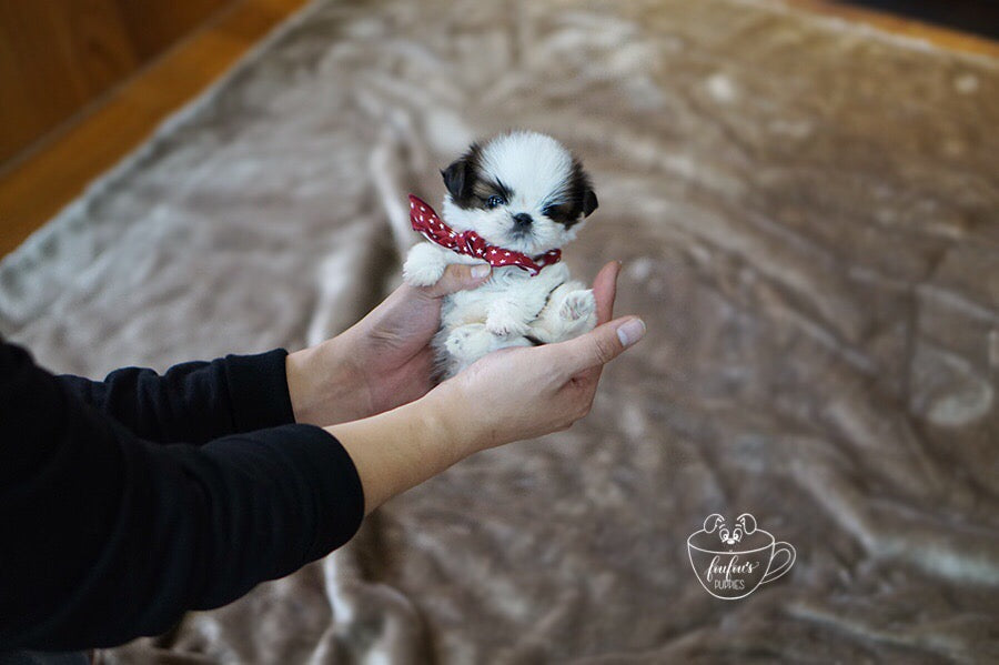 How Long Do Shih Poos Live? Lifespan, Health Factors & How to Help Them Live Longer
