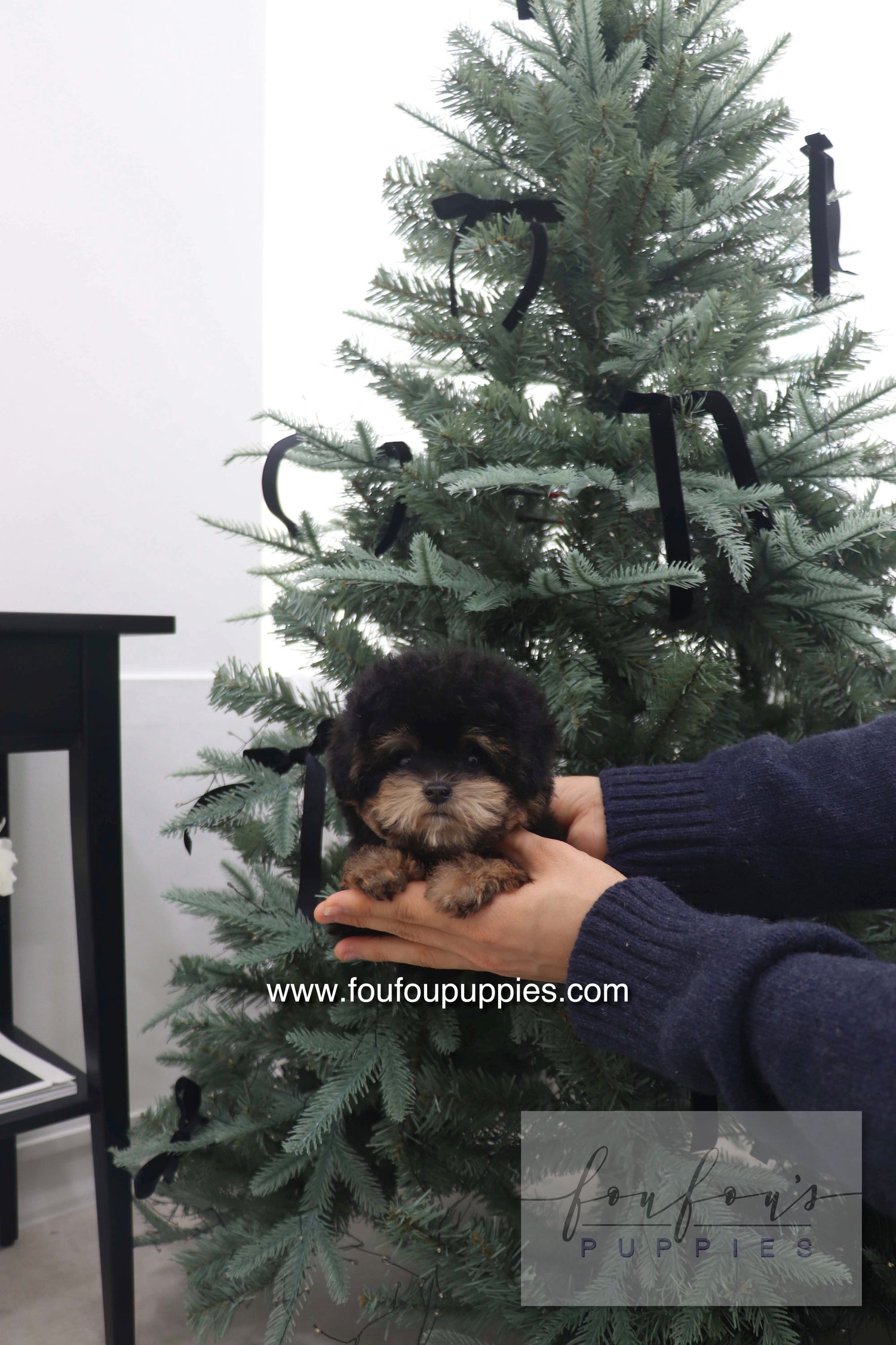 Teacup Puppies for Sale in 2025: Common Health Issues + How to Avoid Them