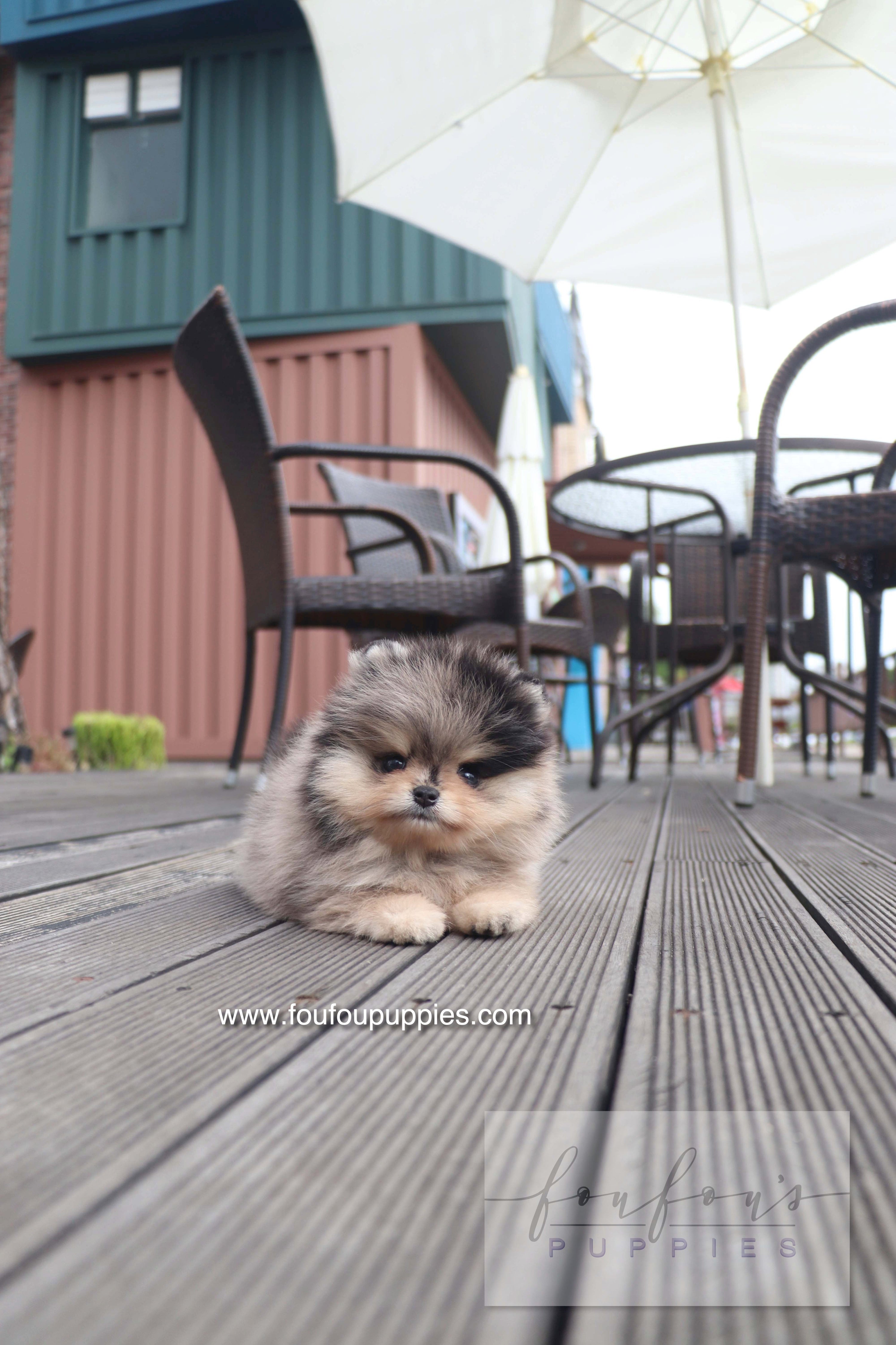 Finding a Trusted Teacup Puppy Breeder: What Every Pet Lover Should Know