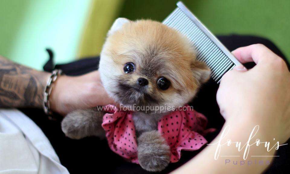 Why Is My Toy Pomeranian Moulting?