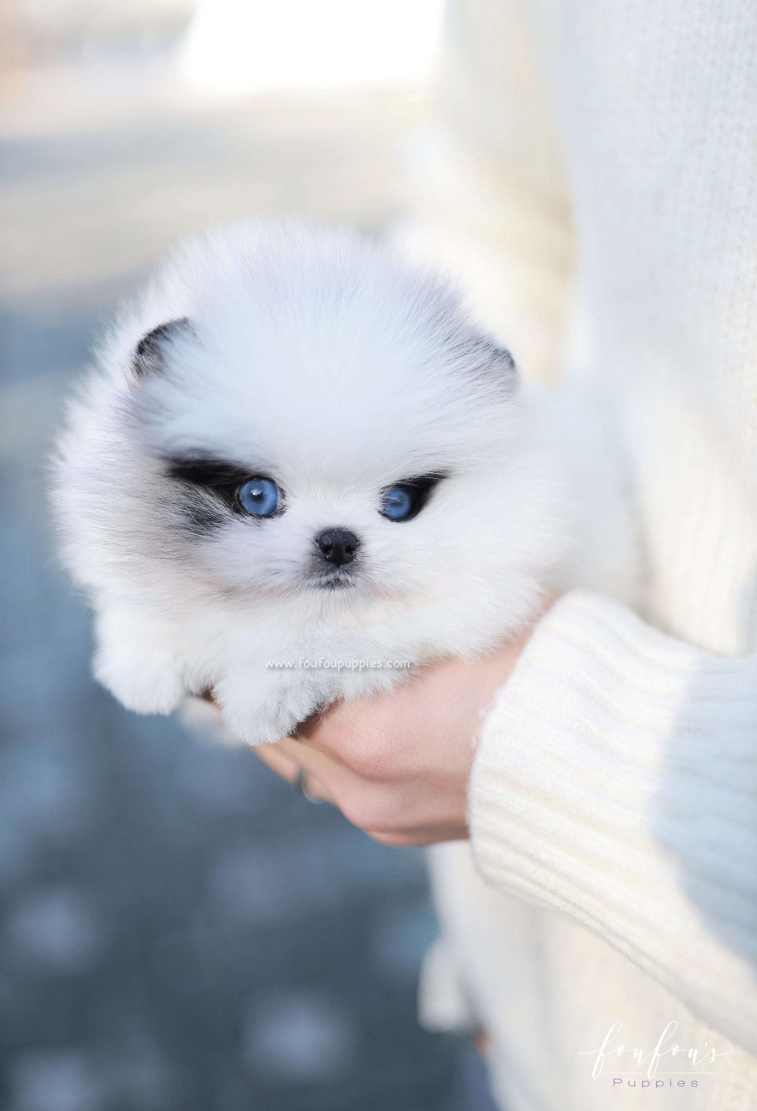 How Much Do Pomeranians Shed?
