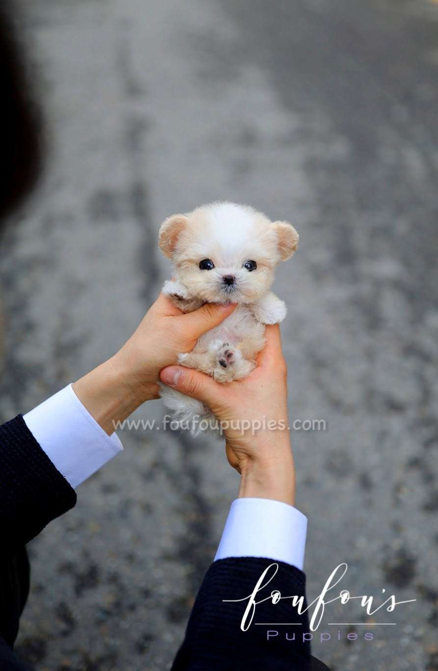 Decoding Maltipoo Care: Unveiling the Low-Maintenance Myth