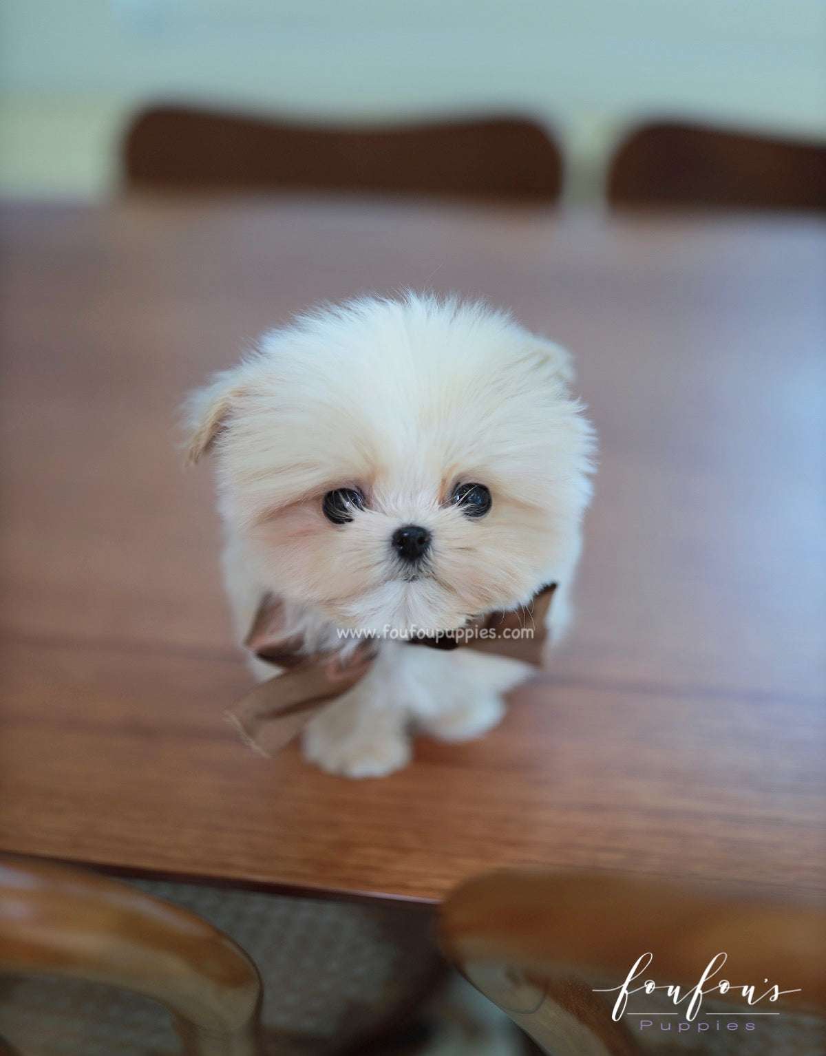 Complete Care Guide for your Maltipoo