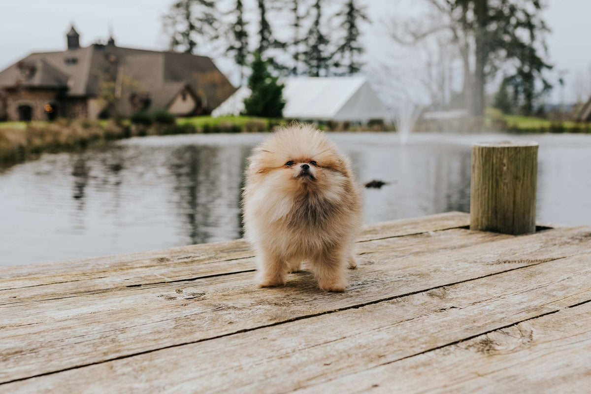 Choosing the Best Dog Food for Your Puppy: Expert Advice from Fou Fou Puppies