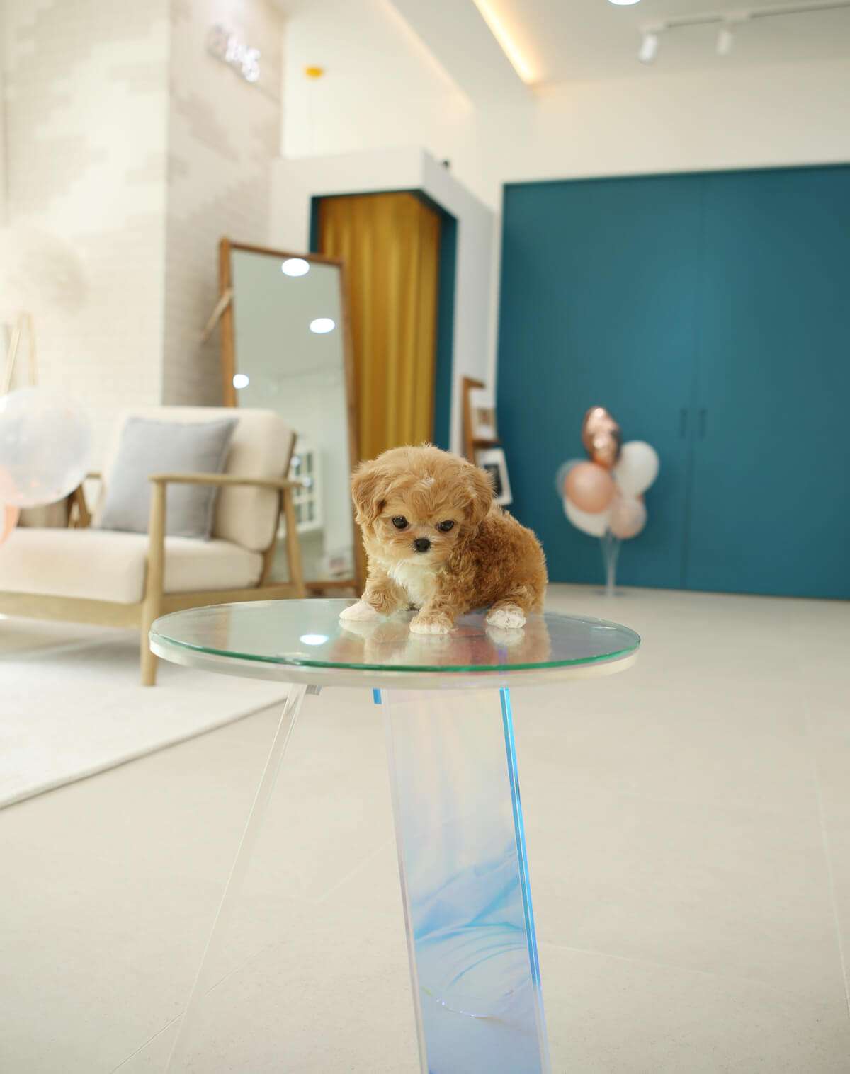 Complete Feeding Guide for a Teacup Maltipoo:
