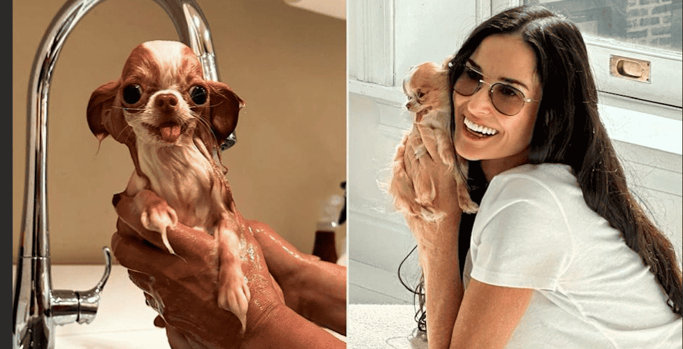 Top 25 Trending Dog Names for Teacup Breeds in 2025: A Personal Take