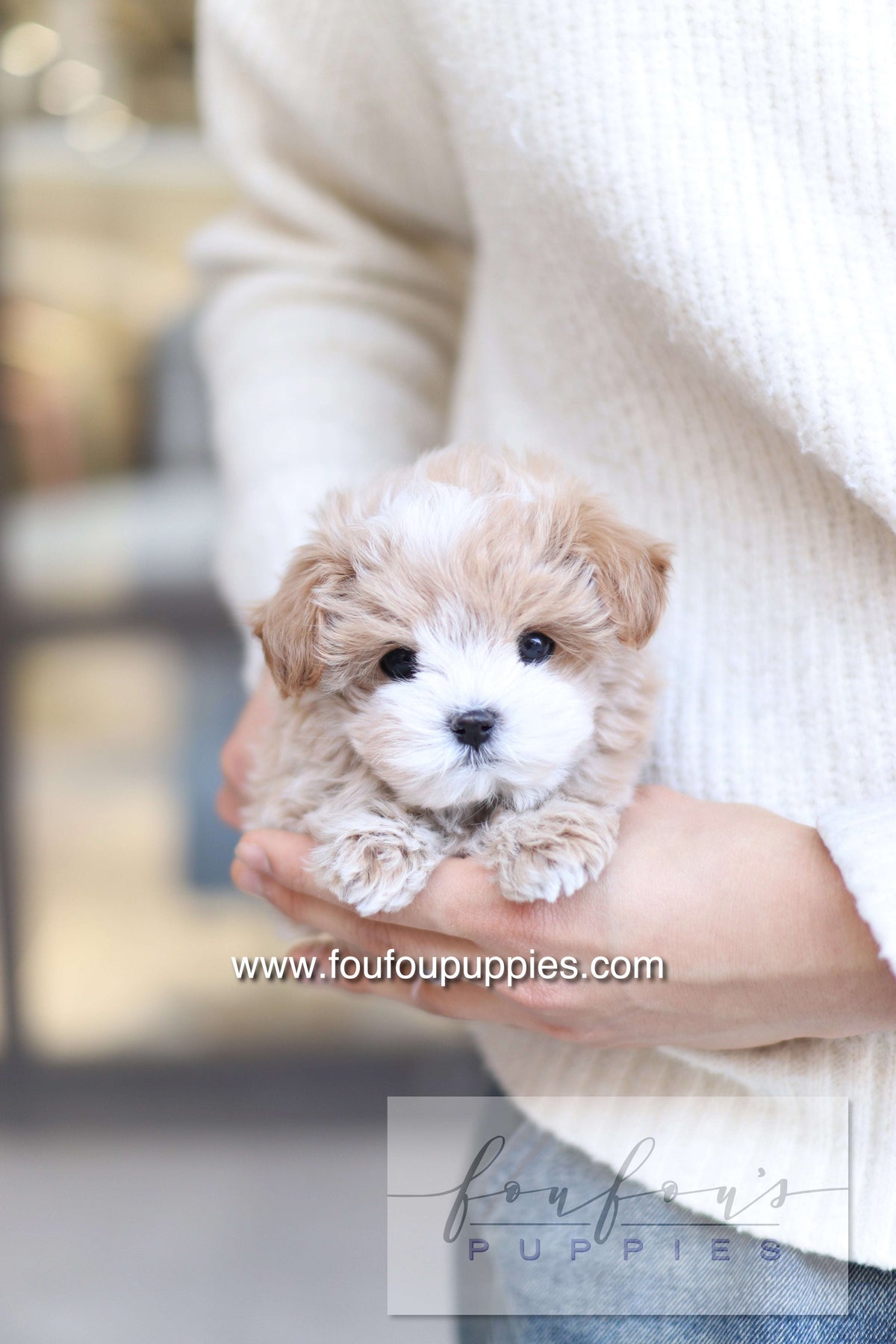 The Strength of Fou Fou Puppies' Korean Teacup Bloodlines
