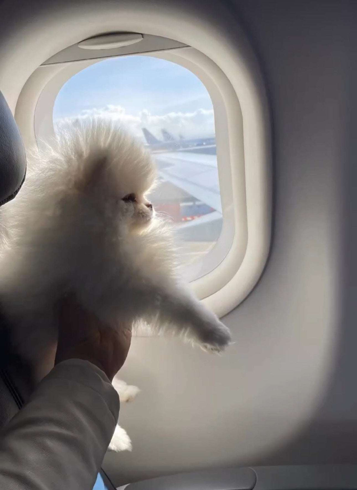 Traveling with Your Teacup Puppy: Pet Cabin, Cargo, and More
