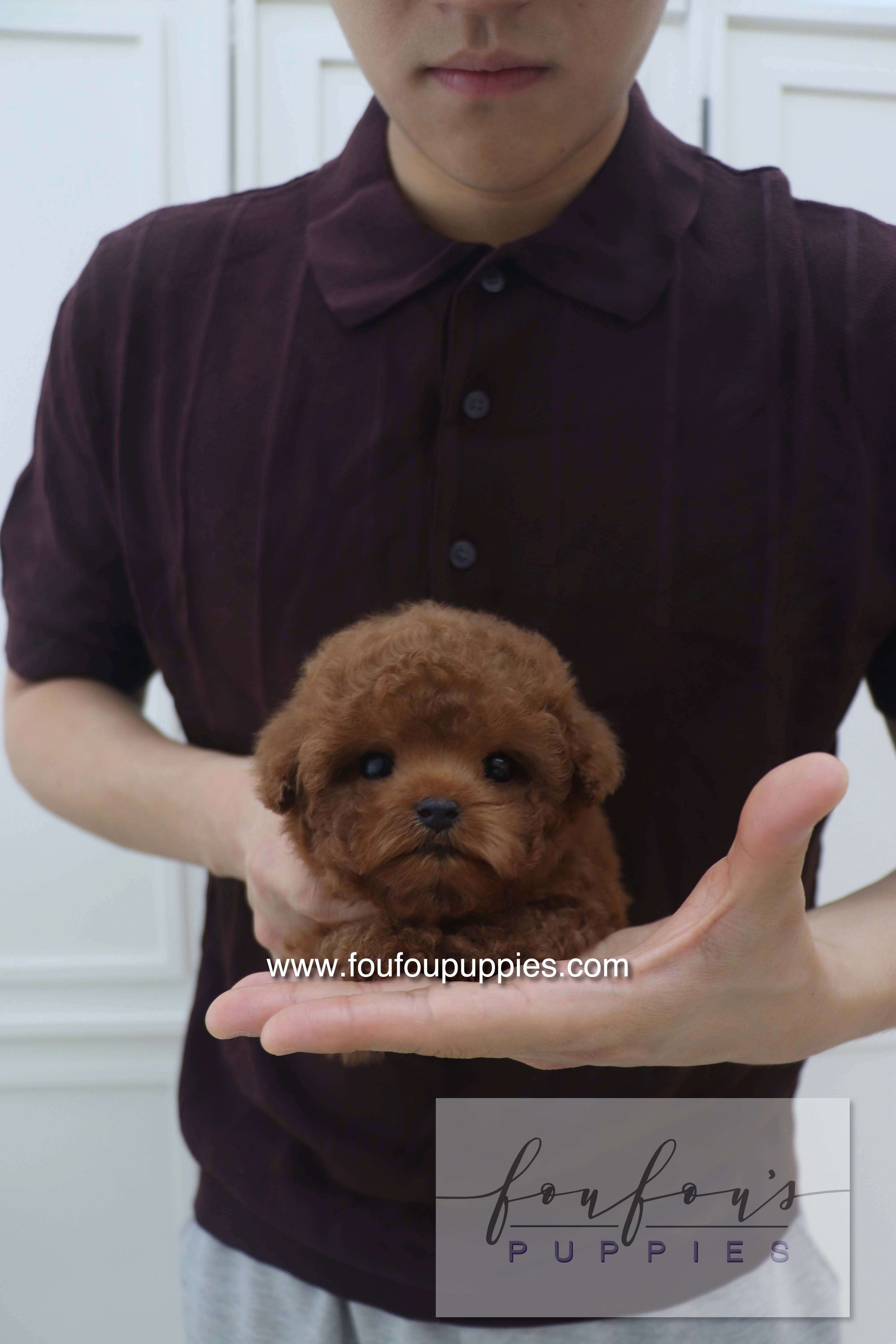 Top Small Dog Breeds That Are Perfect for Kids and Family Living