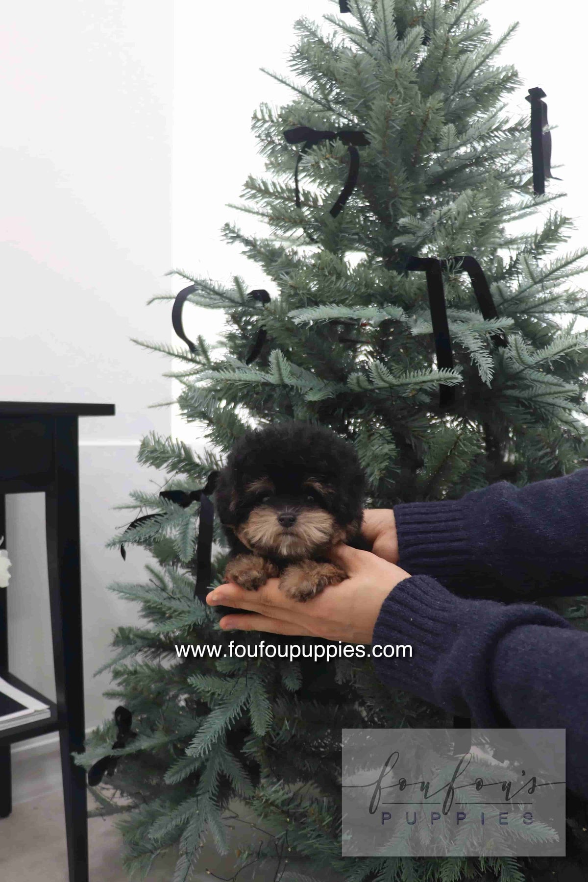Teacup Puppies for Sale in 2025: Common Health Issues + How to Avoid Them