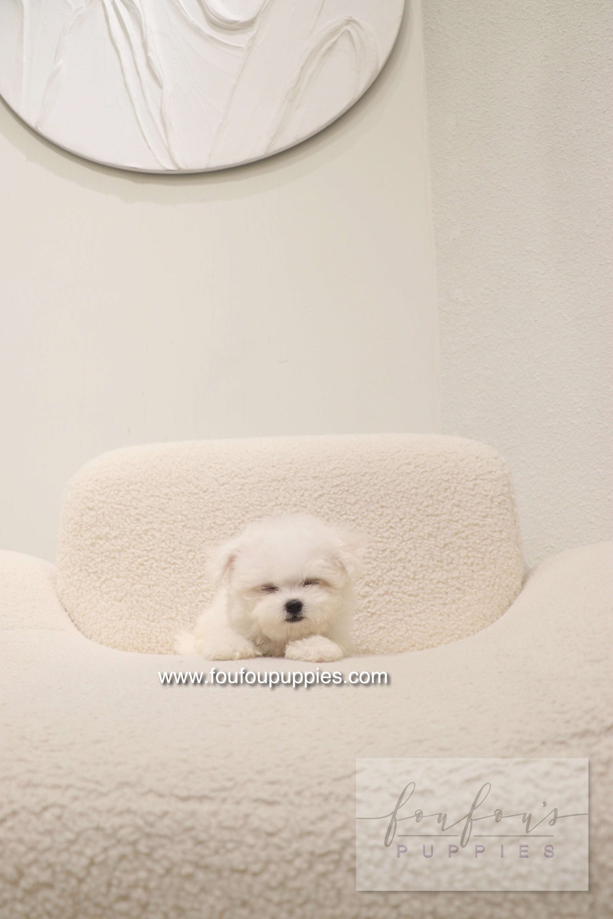 Health Guarantees, Vaccines and Contracts: What to Look For When Buying Teacup Puppies Online