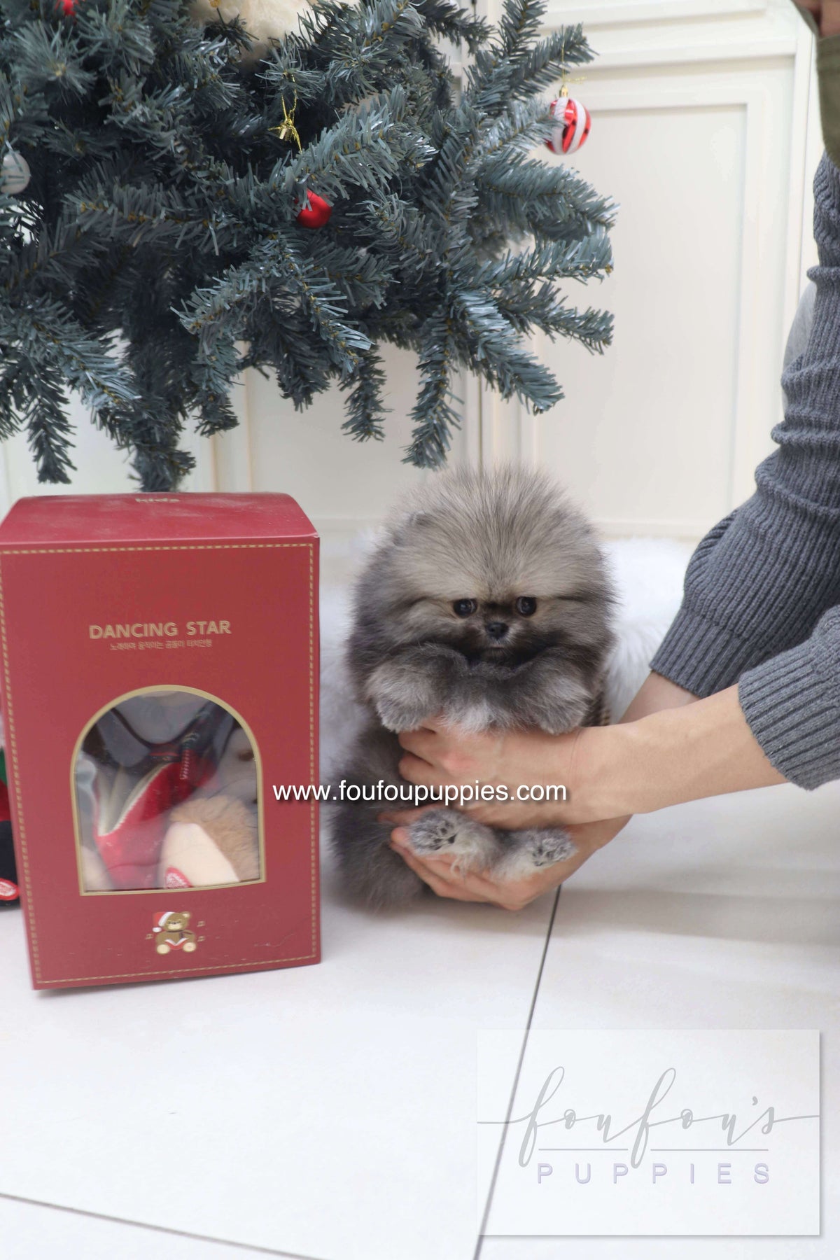 Ready for a Tiny Fur Baby? Here’s What You Should Know About Teacup Puppies for Sale
