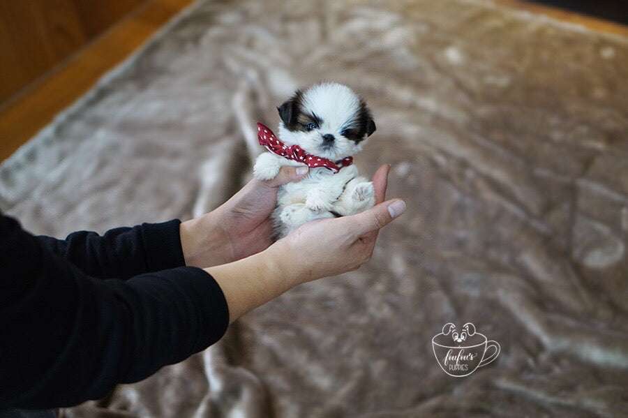 How Long Do Shih Poos Live? Lifespan, Health Factors & How to Help Them Live Longer