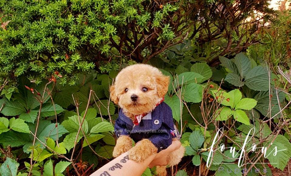 How Big Does a Mini Goldendoodle Get?