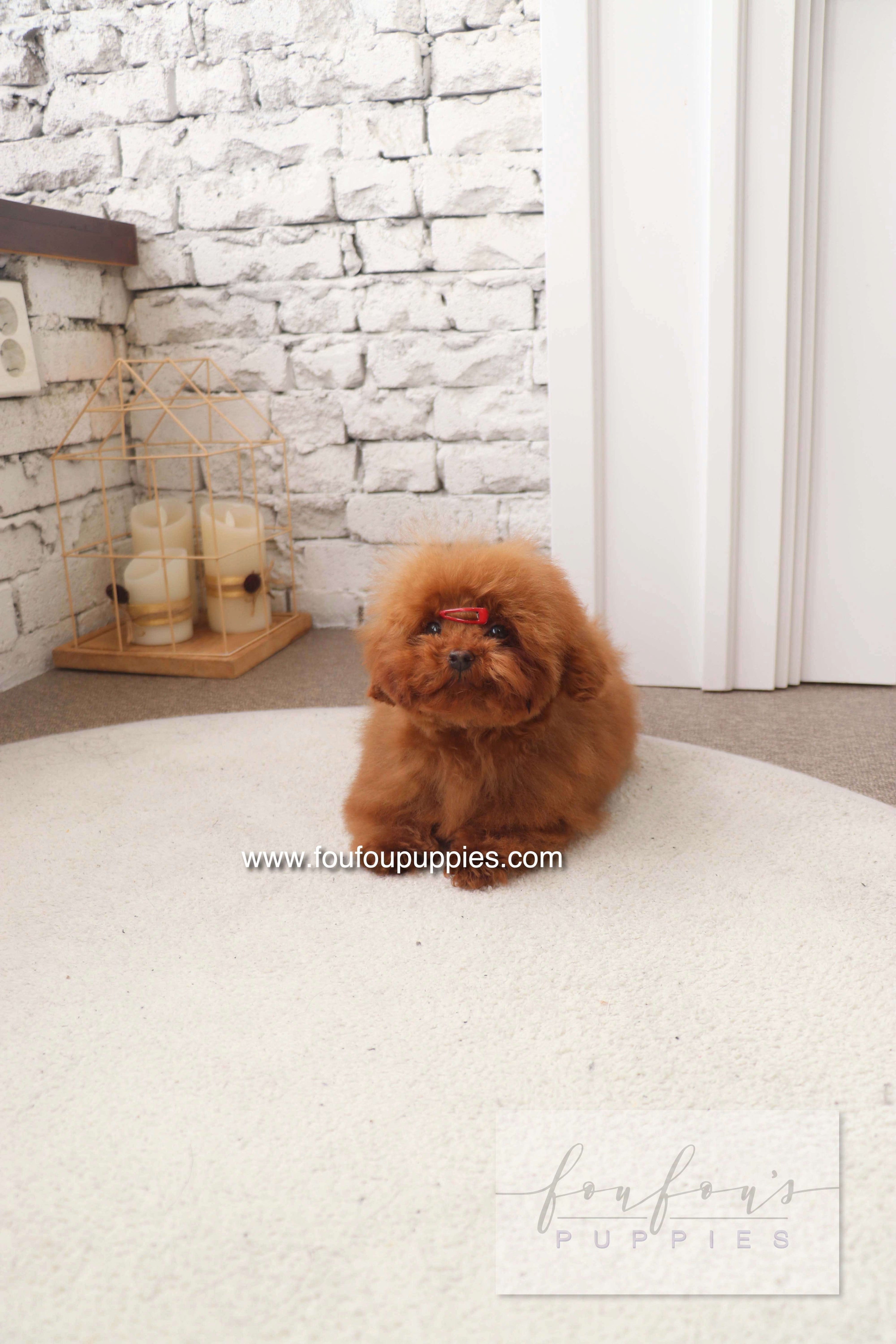 Black and White Cavapoo: Complete Guide to This Rare & Adorable Coat