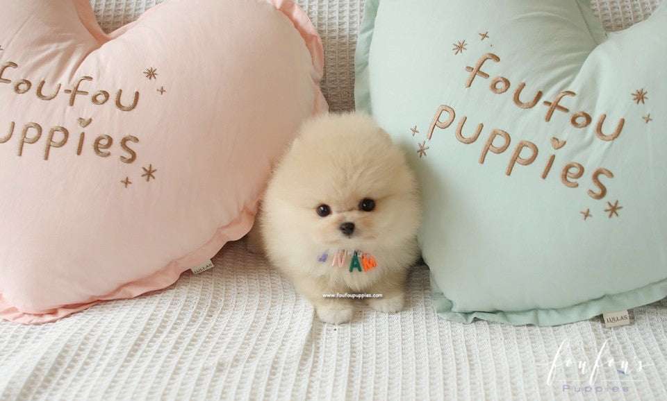 Teacup Pomeranian Guide: Care, Size, Lifespan, and Temperament Explained