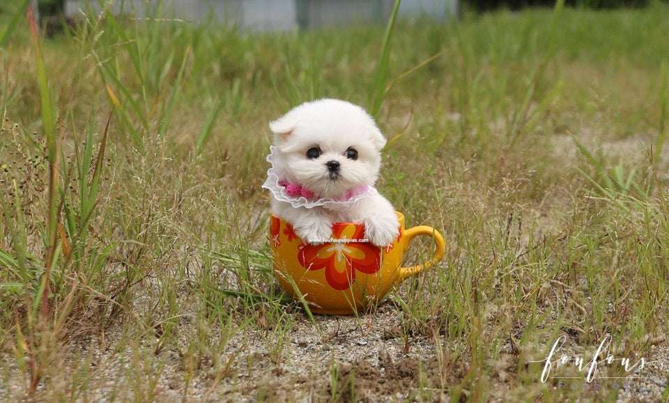 The Ultimate Teacup Maltese dog Care Guide: Size, Grooming & Health Tips
