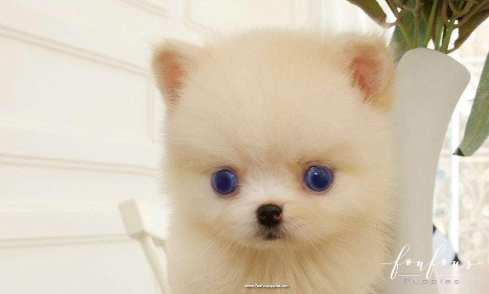 White Pomsky Puppy: Ultimate Guide Before You Buy (Price, Size & Care)