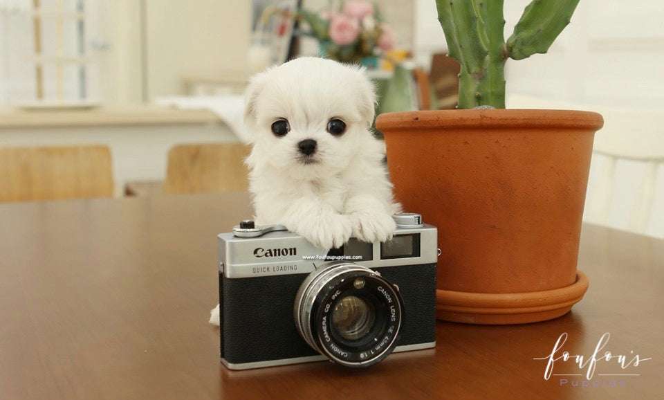 Brown Teacup Maltese: Full Breed Guide, Cost & Facts