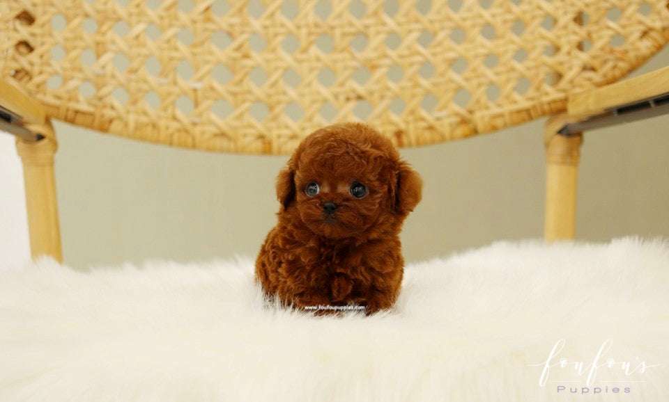 Are Poodles Hypoallergenic? The Complete Guide for Allergy Sufferers (2026)