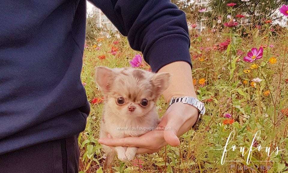 How Much Is a Teacup Chihuahua? 2026 Price Guide & Cost Breakdown