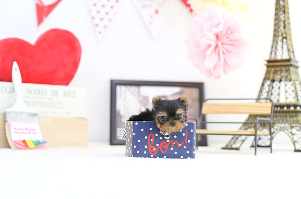 7 Best Yorkie Haircut Styles That Make Them Look Adorable