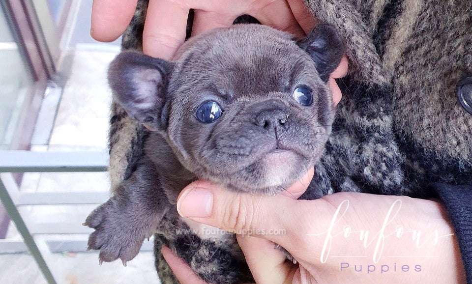 French Bulldog Puppies: How Big Do They Get? Complete Growth Guide