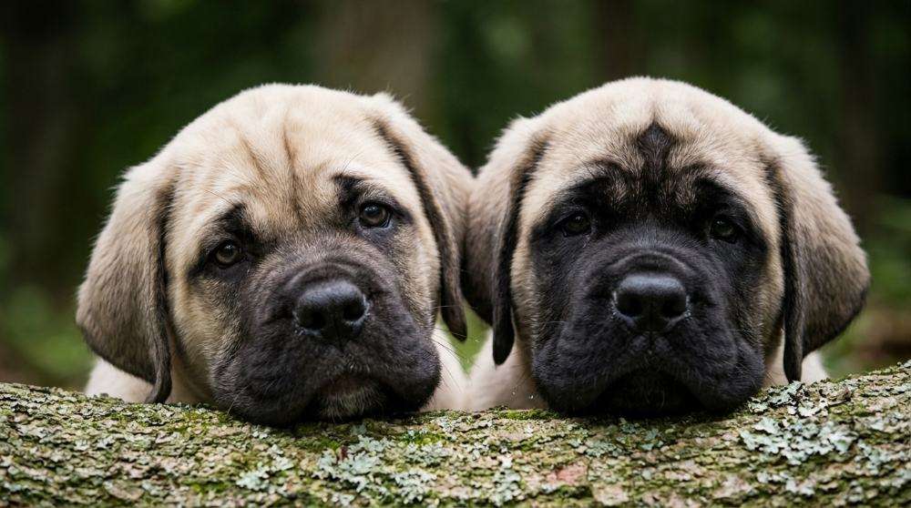 How Easy Is It to Train an English Mastiff? A Real Owner's Breakdown