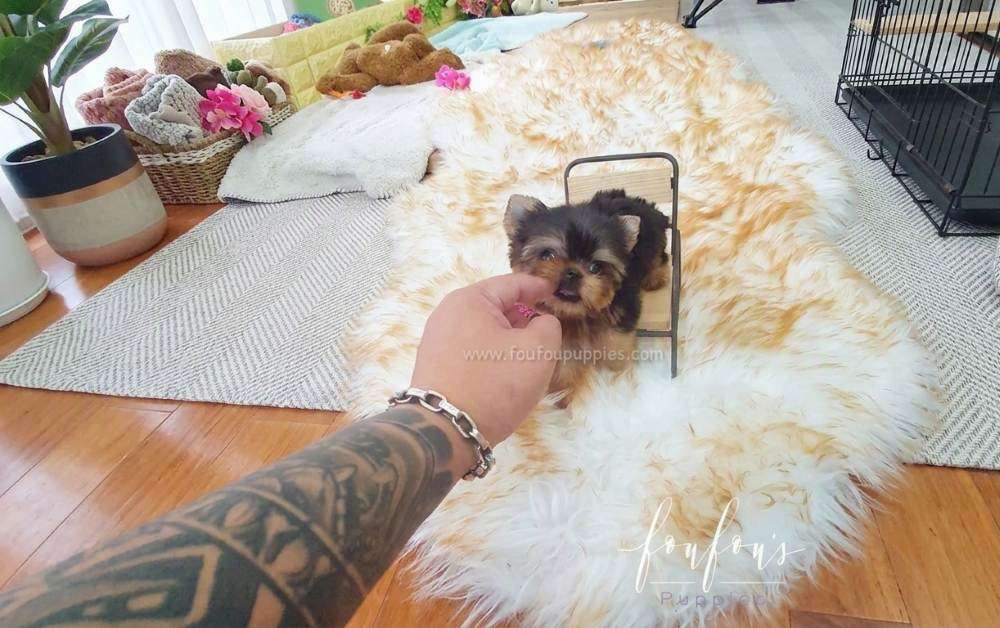 Teacup Yorkie: The Complete Guide to Size, Temperament & Care
